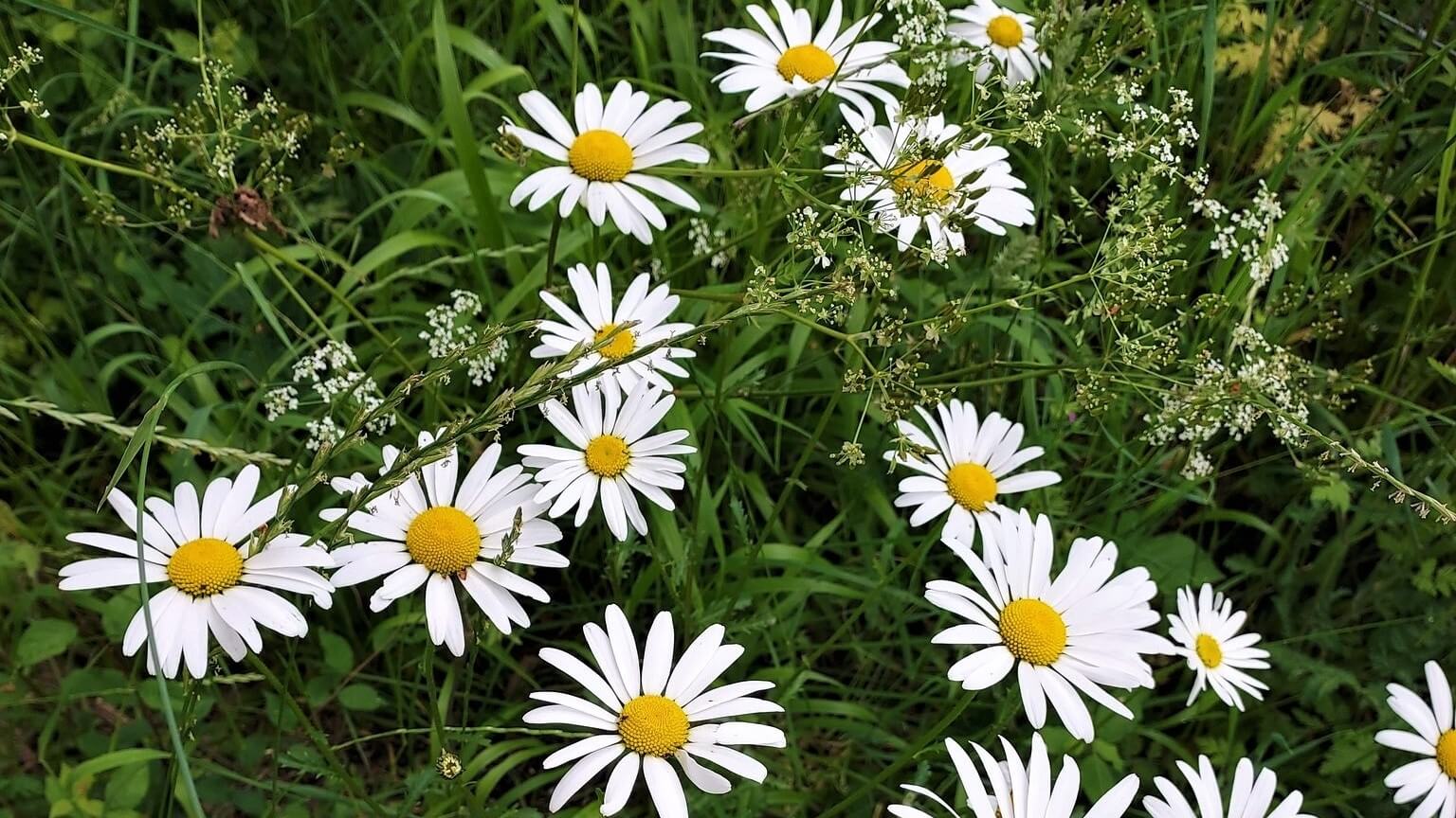 Large white and yellow daisies growing wild in a hedgerow
